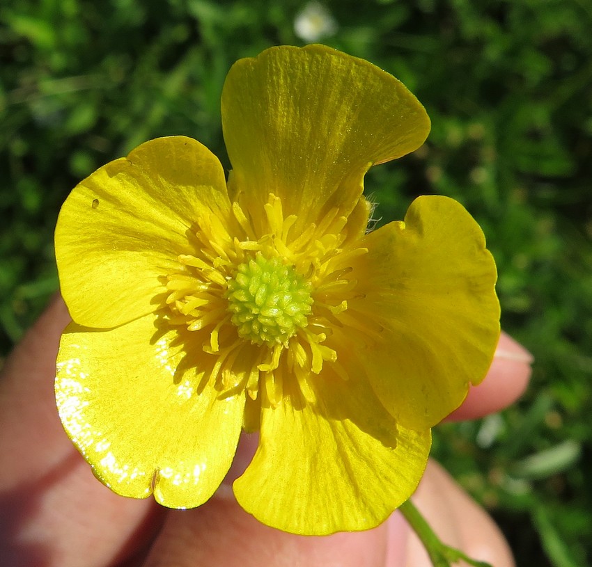 Image of Ranunculus polyanthemos specimen.