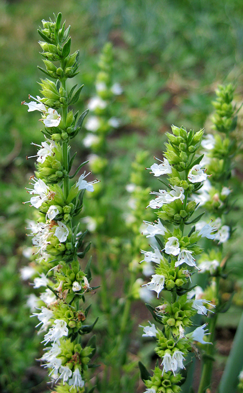 Image of Hyssopus officinalis specimen.