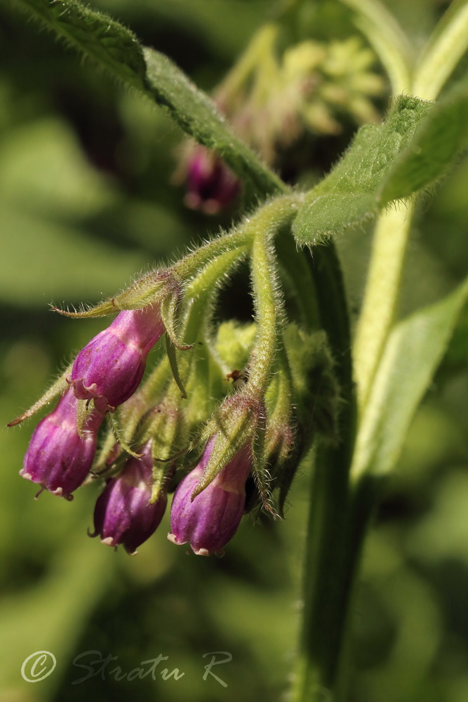 Изображение особи Symphytum officinale.