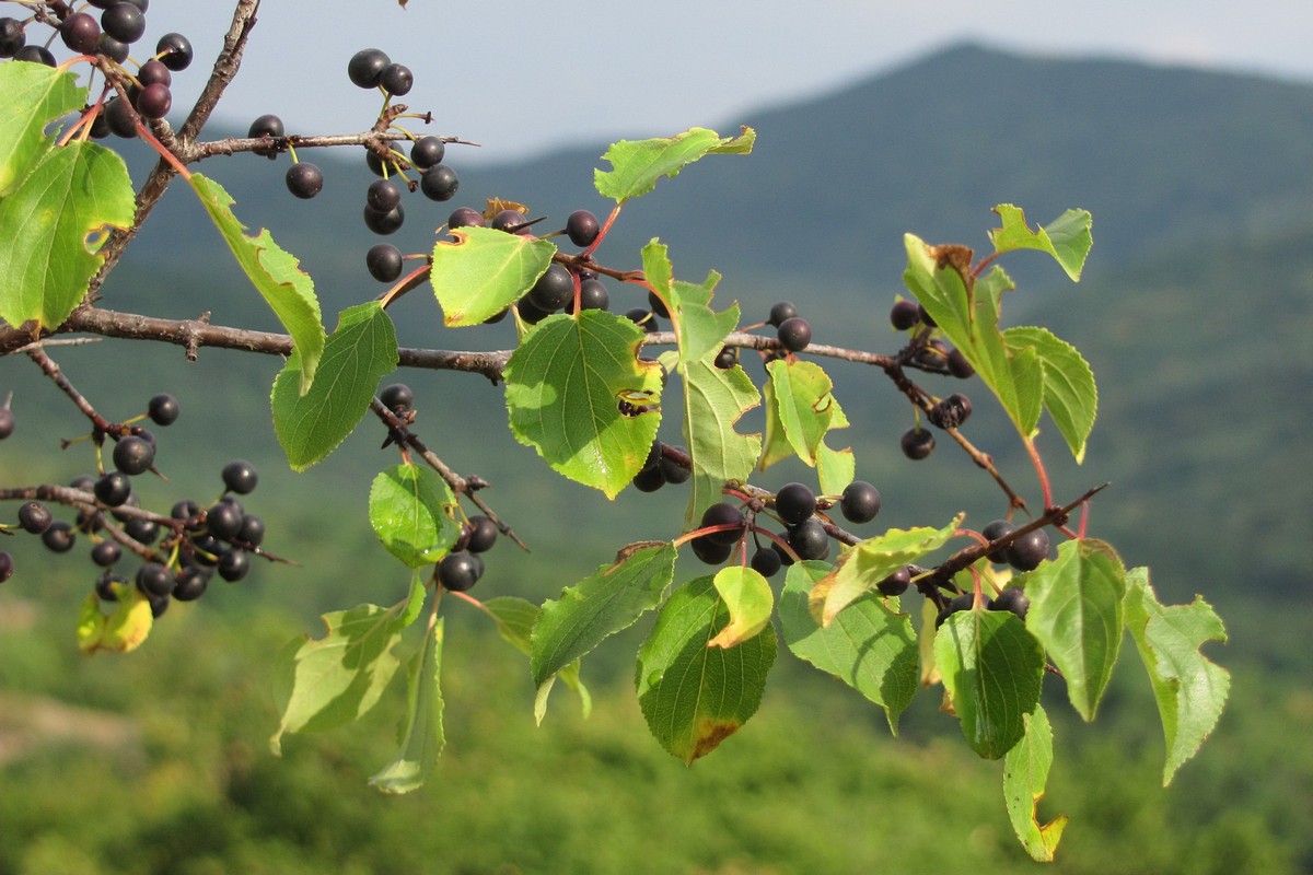 Image of Rhamnus cathartica specimen.