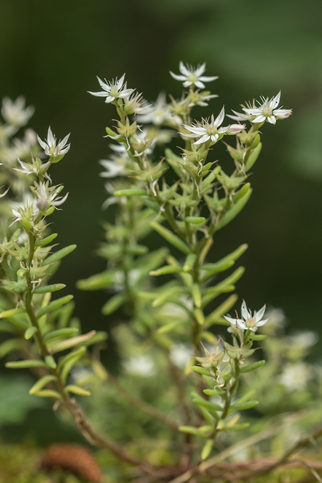 Изображение особи Sedum hispanicum.