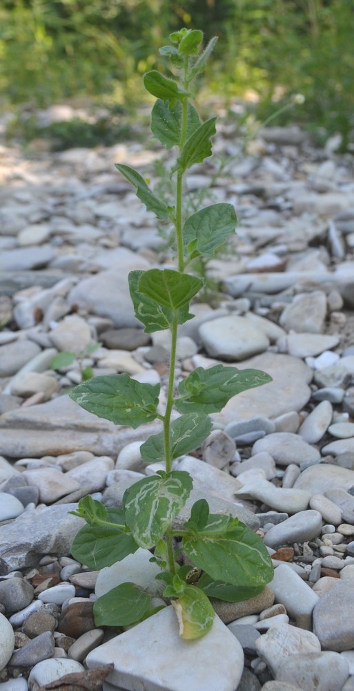 Image of Kickxia caucasica specimen.