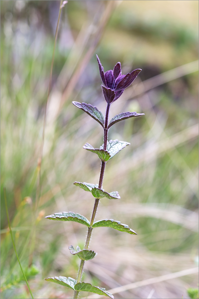 Image of Bartsia alpina specimen.