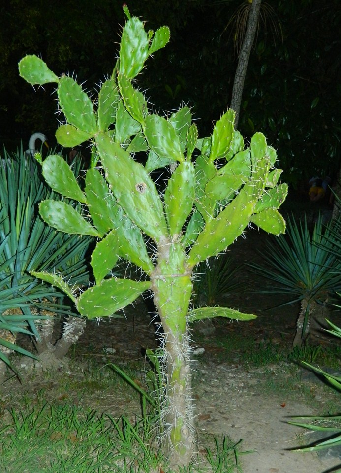 Фото и названия кактусы древовидные