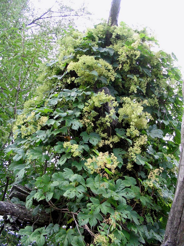 Image of Humulus lupulus specimen.