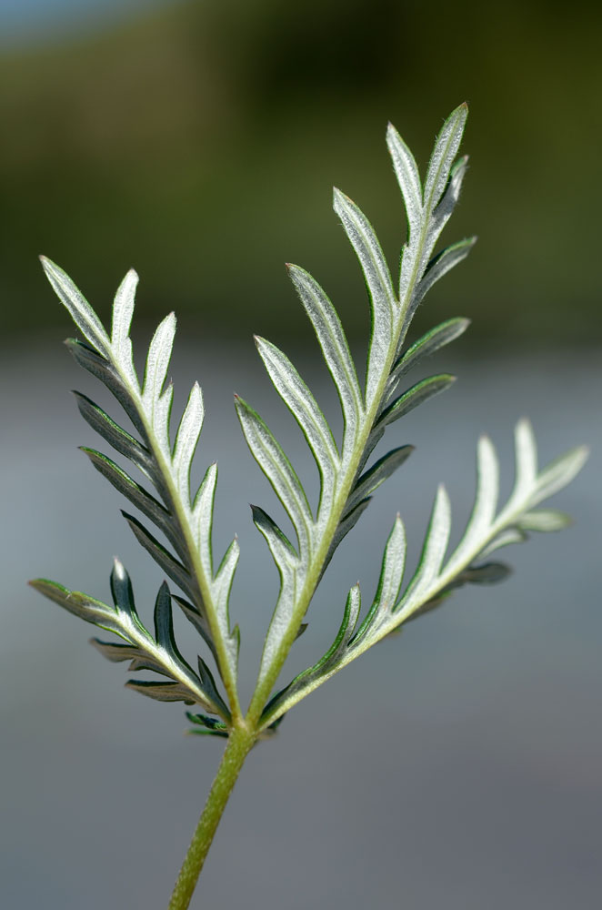 Image of Potentilla virgata specimen.