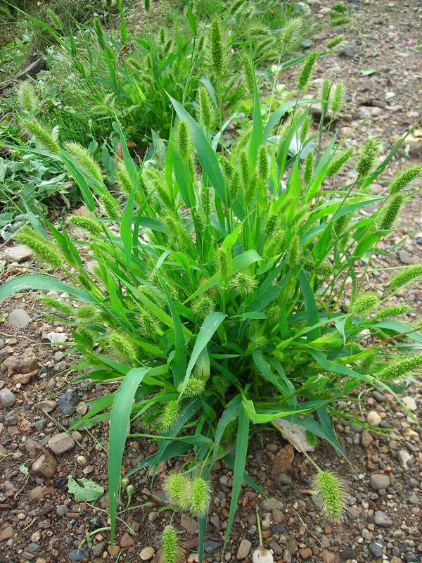 Image of Setaria viridis specimen.