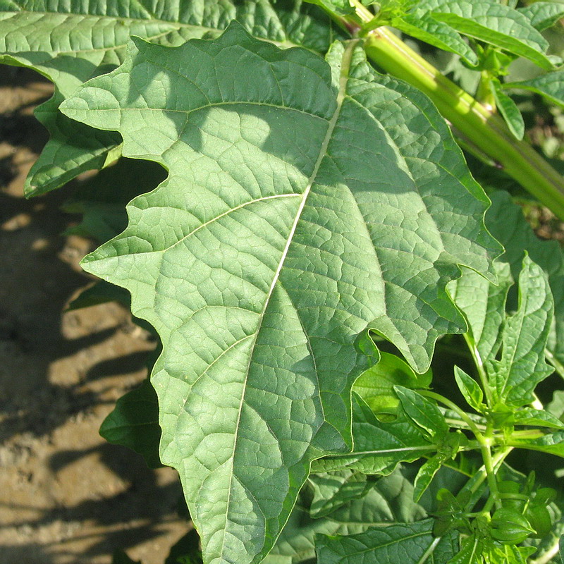 Image of Nicandra physalodes specimen.