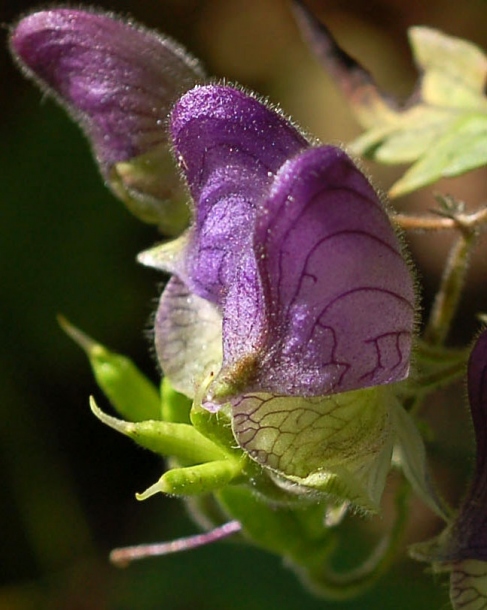 Image of Aconitum stoloniferum specimen.