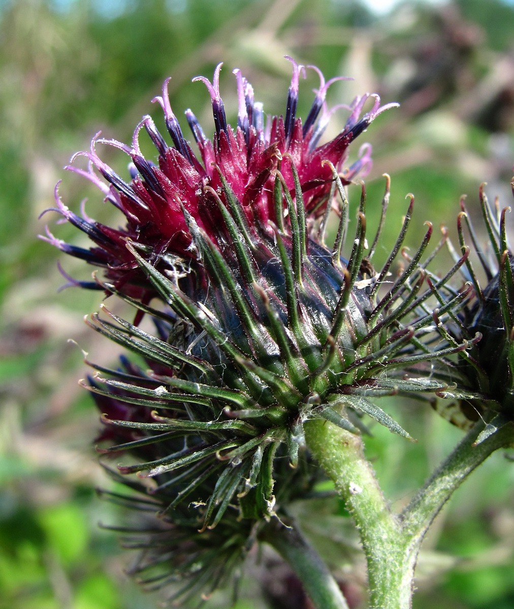 Image of Arctium tomentosum specimen.