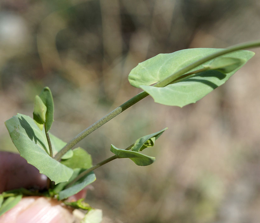 Image of Microthlaspi perfoliatum specimen.