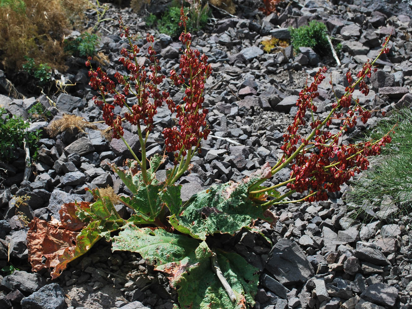 Image of Rheum maximowiczii specimen.