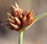 Cyperus capitatus