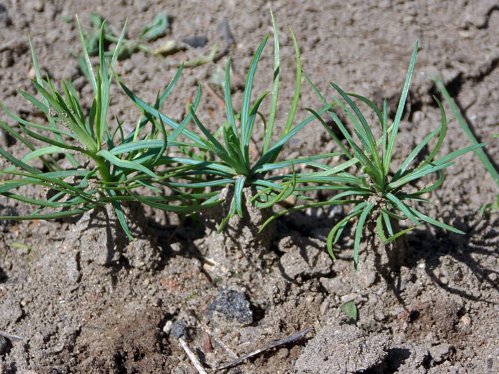 Image of Pinus armandii specimen.