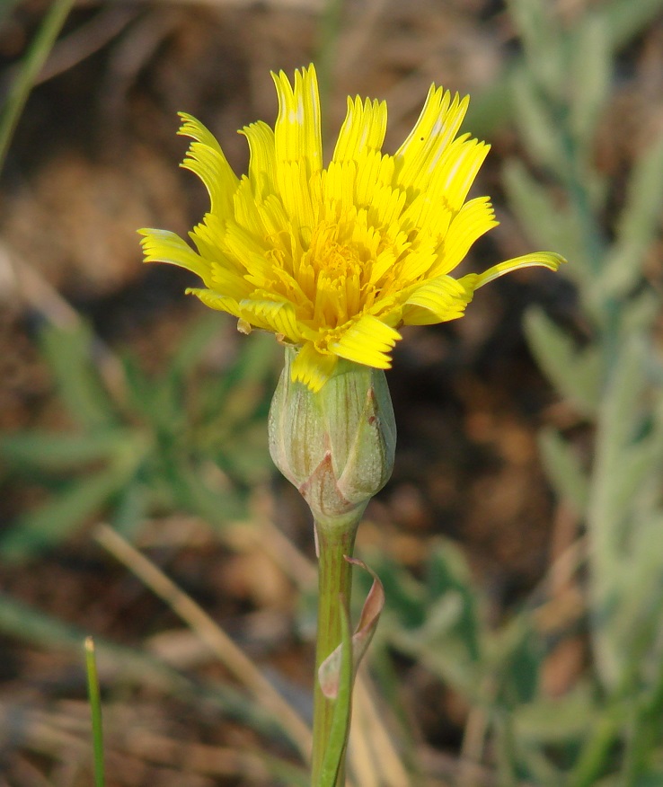 Image of Scorzonera austriaca specimen.