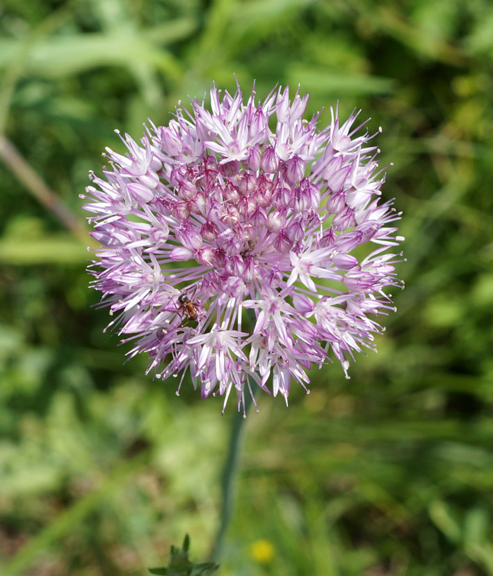 Изображение особи Allium caricifolium.