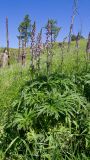 Aconitum leucostomum