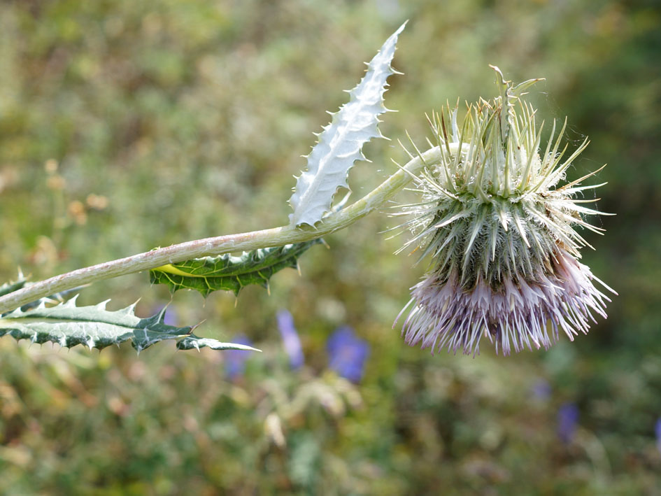 Image of Alfredia nivea specimen.