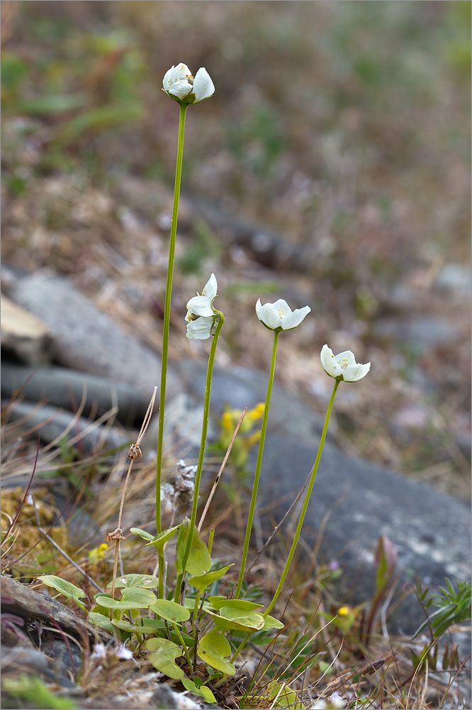 Image of Parnassia palustris specimen.