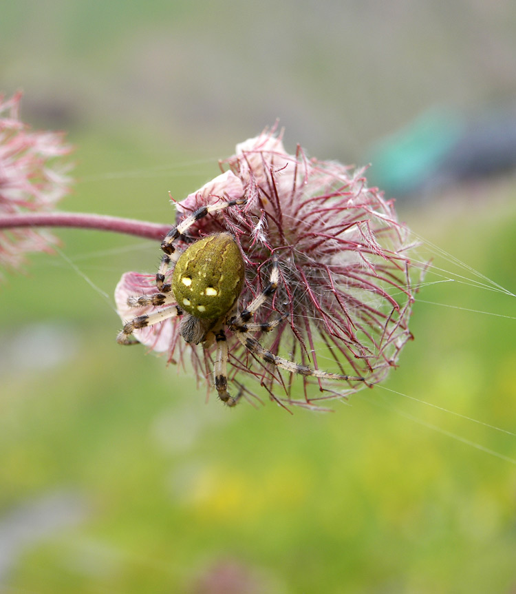 Image of Geum rivale specimen.