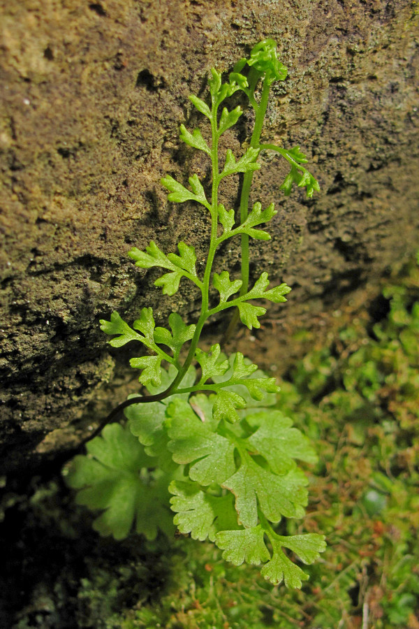 Image of Anogramma leptophylla specimen.