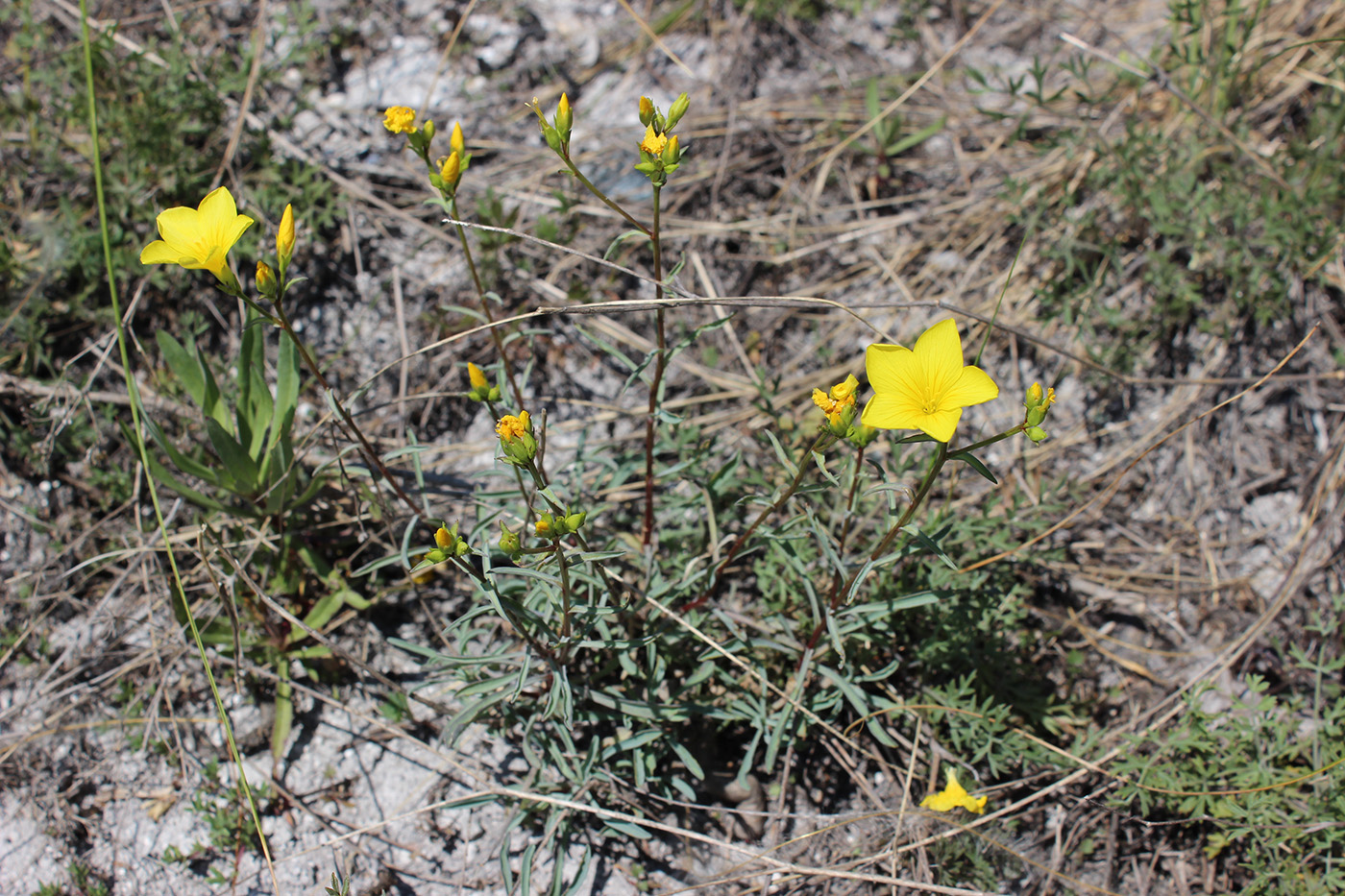 Image of Linum ucranicum specimen.