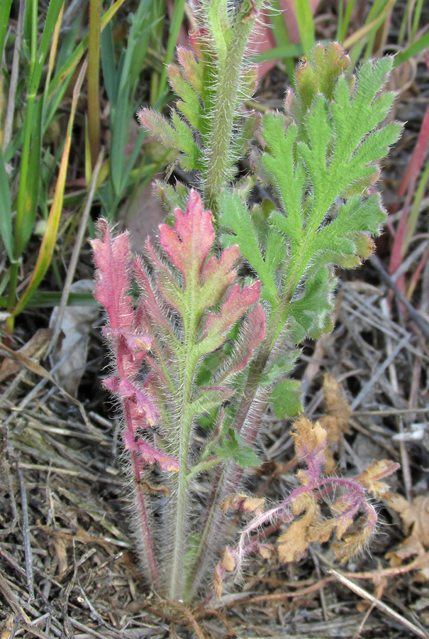 Image of Papaver stevenianum specimen.