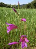 Gladiolus italicus. Верхушка соцветия. Испания, автономное сообщество Каталония, провинция Жирона, комарка Баш Эмпорда, муниципалитет Калонже. На пашне в посевах овса. 26.04.2016.