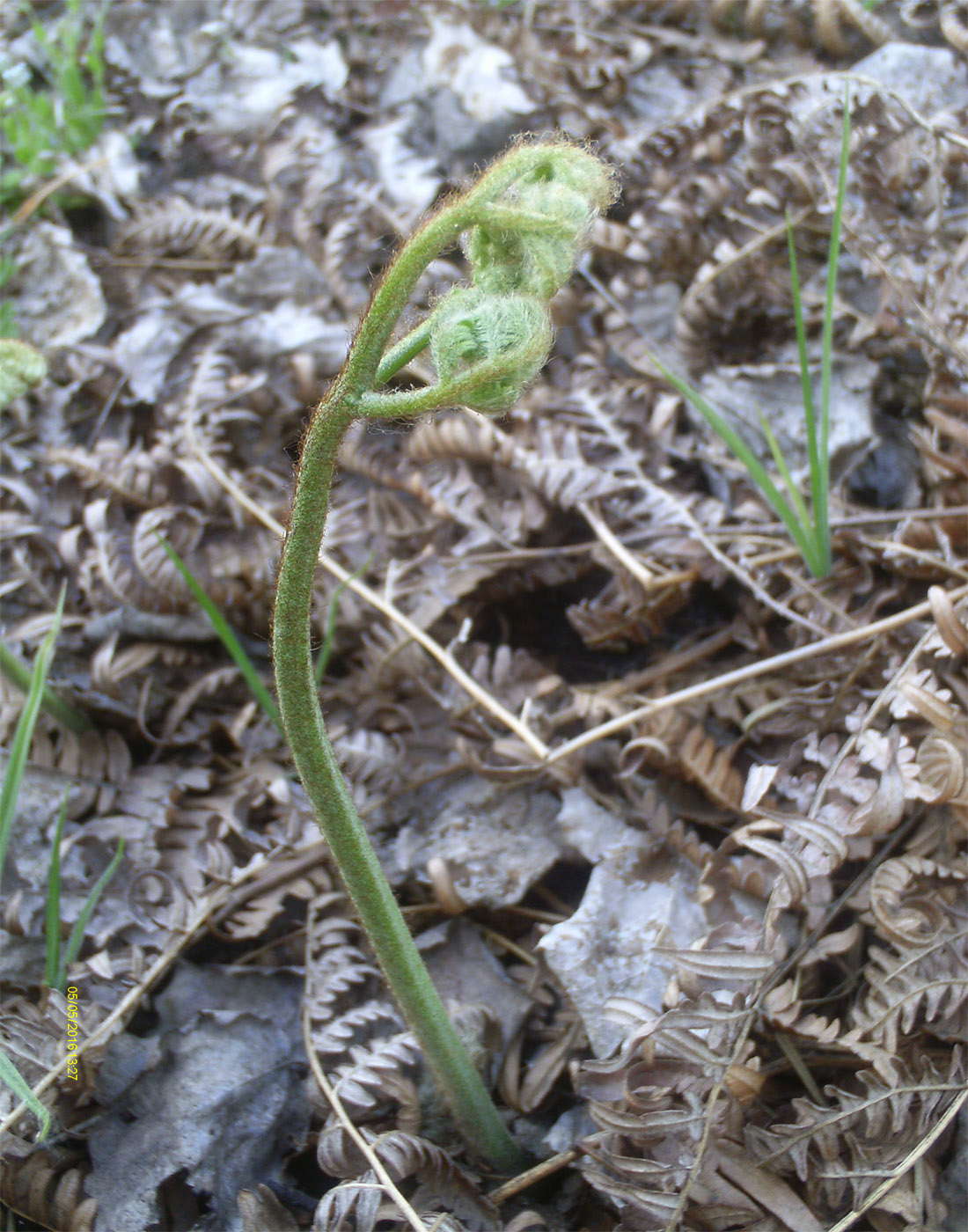 Image of genus Pteridium specimen.