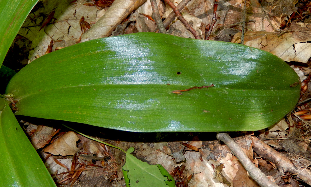 Image of Orchis purpurea ssp. caucasica specimen.