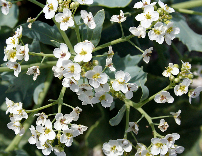 Изображение особи Crambe maritima.