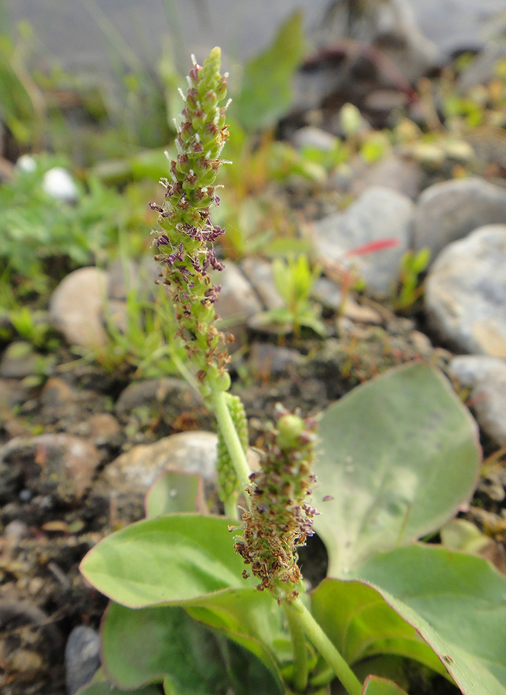 Изображение особи Plantago major.