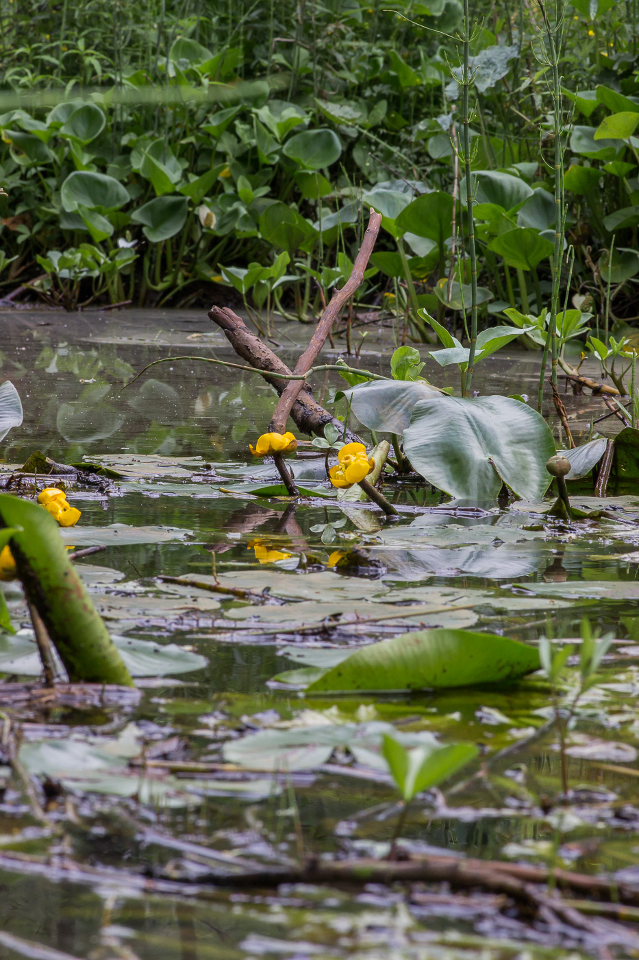 Image of Nuphar lutea specimen.