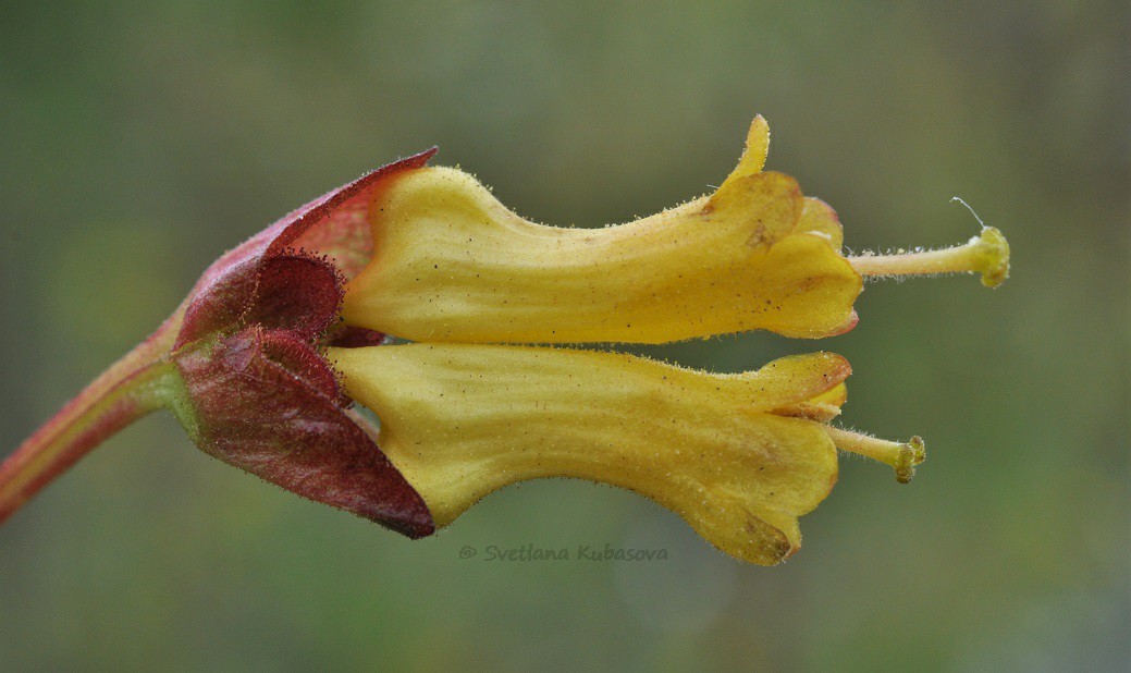 Image of Lonicera involucrata specimen.