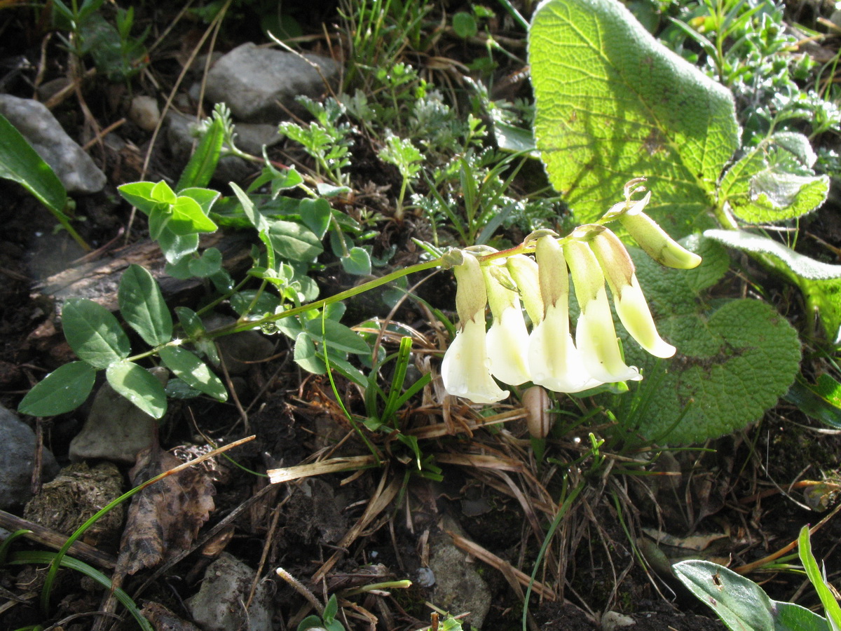 Image of Astragalus aksuensis specimen.