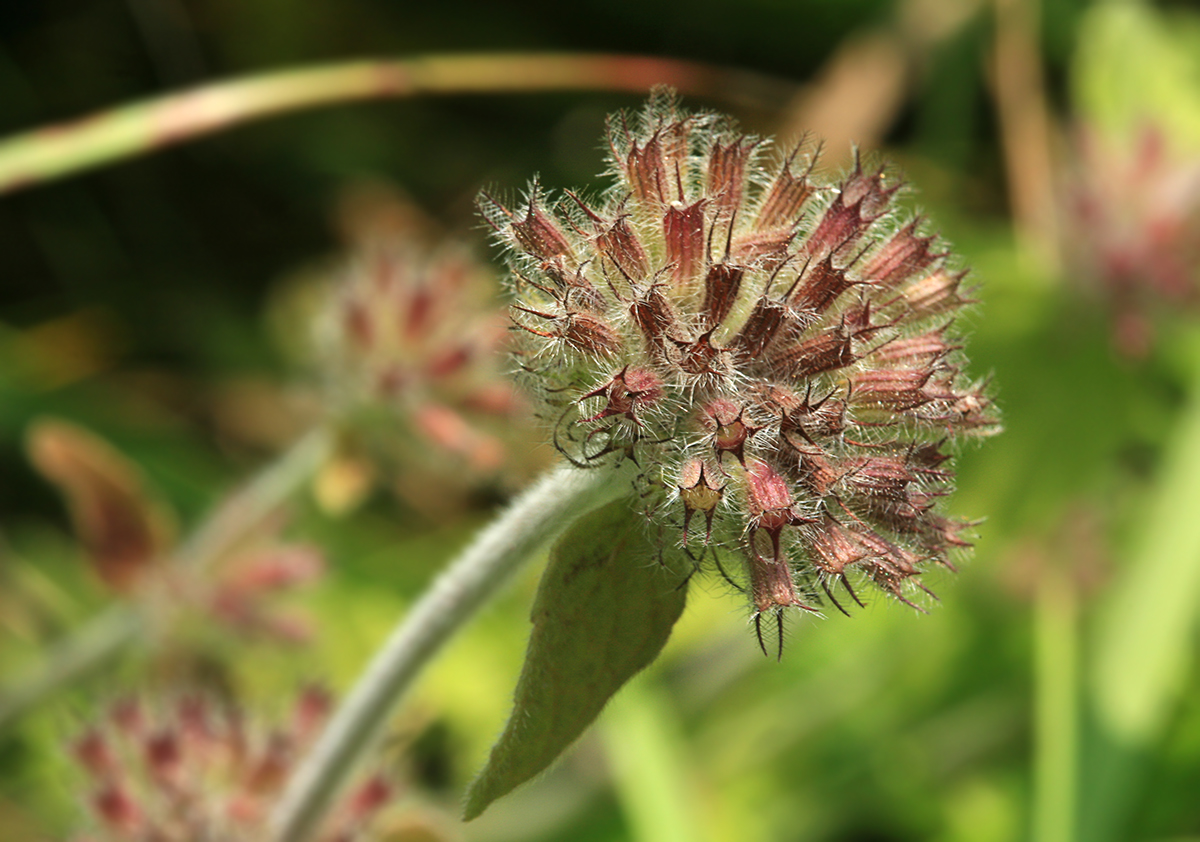 Image of Clinopodium vulgare specimen.