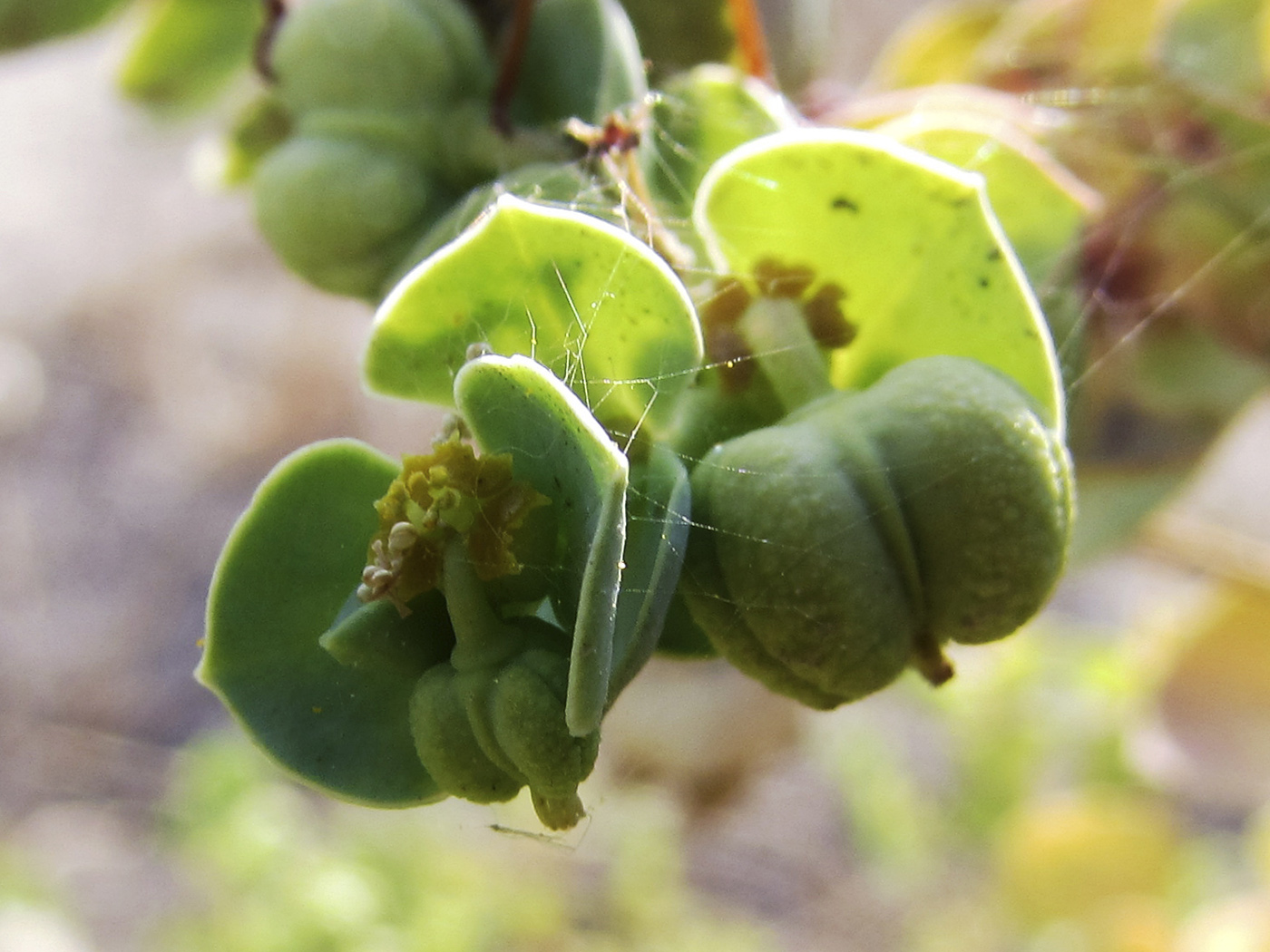 Image of Euphorbia paralias specimen.