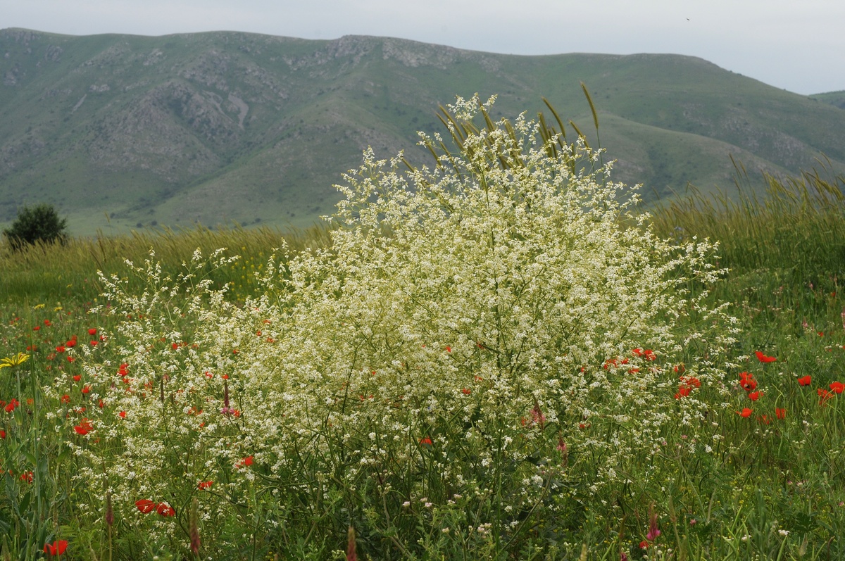 Image of Crambe orientalis specimen.