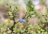 Vaccinium uliginosum. Верхушка веточки с плодами. Карелия, восточный берег оз. Топозеро, песчаный пляж. 08.08.2016.