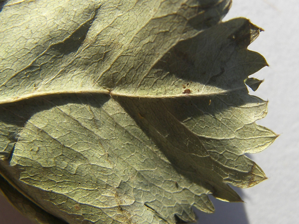 Image of Alchemilla psilocaula specimen.