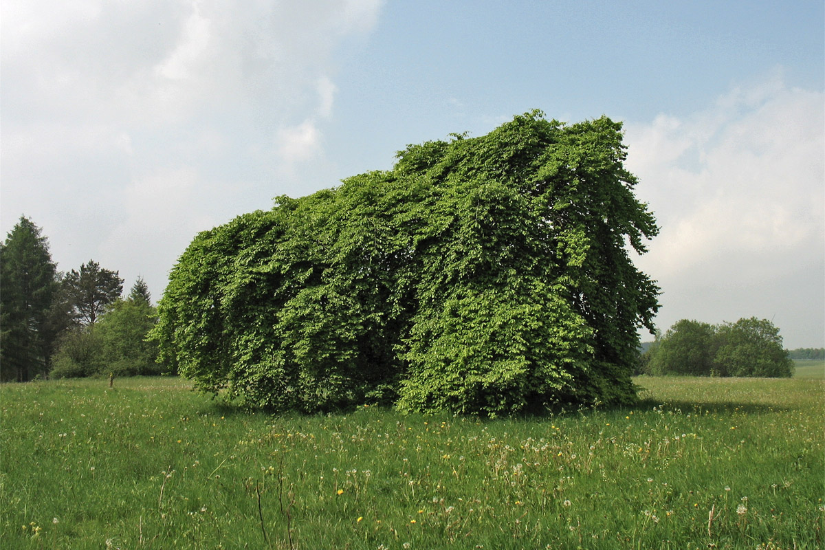 Image of Fagus sylvatica specimen.