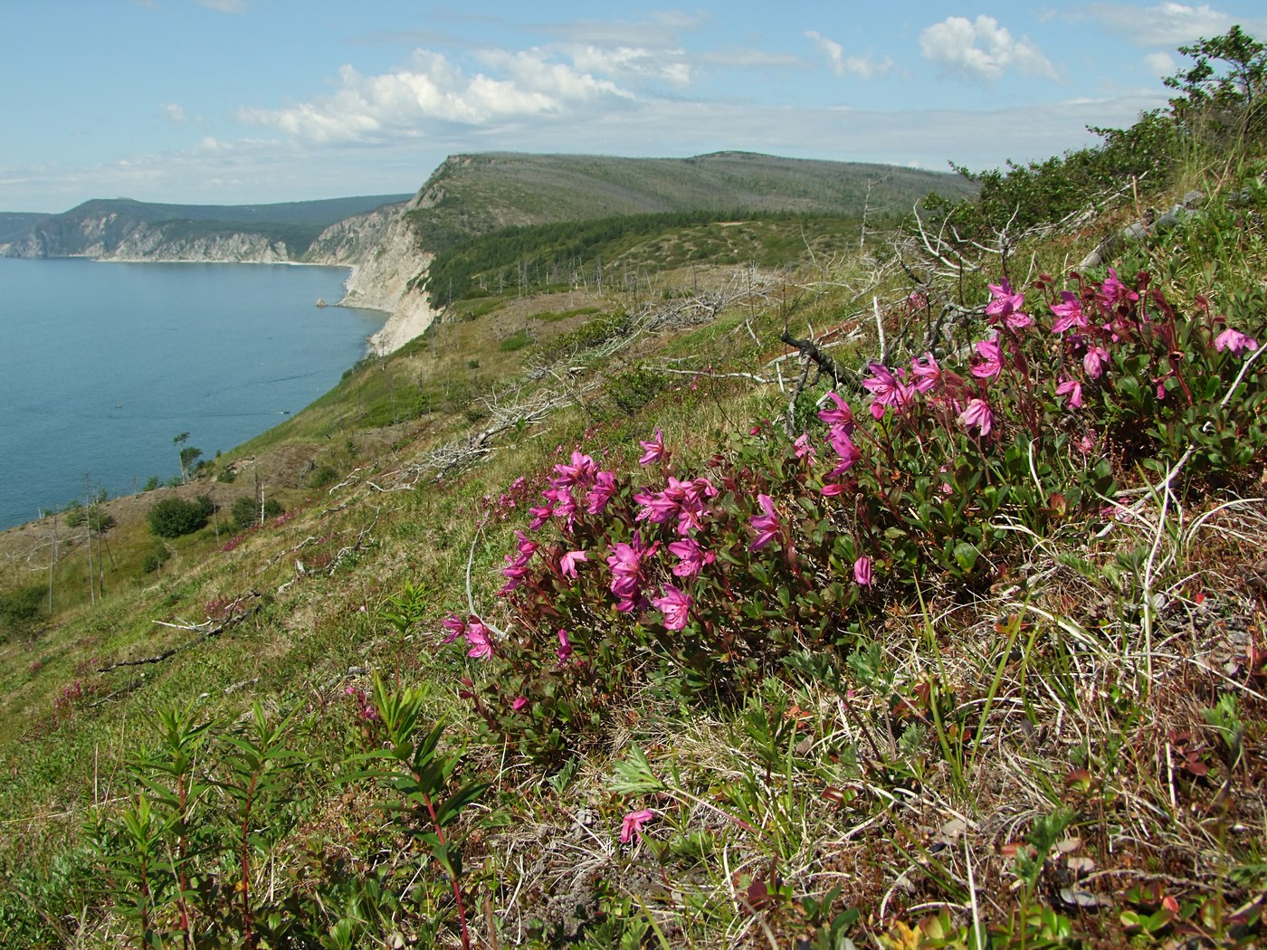 Image of Rhododendron camtschaticum specimen.