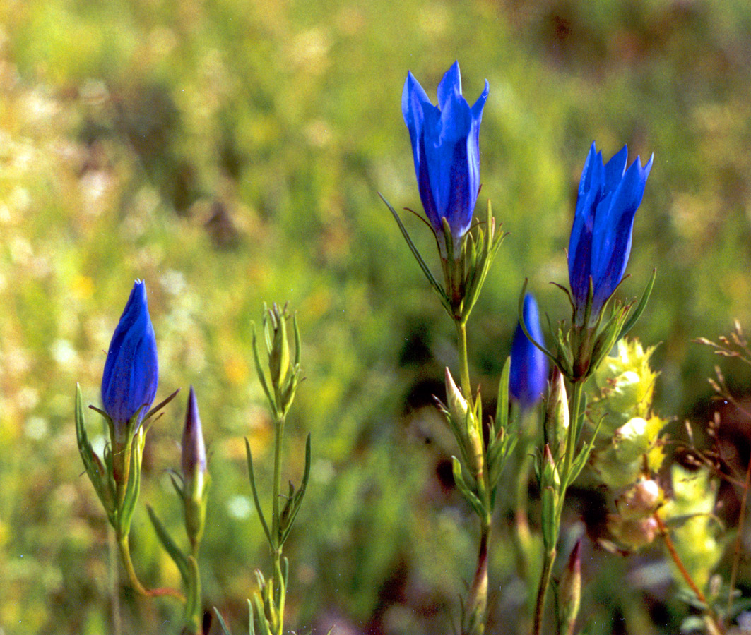 Image of Gentiana pneumonanthe specimen.