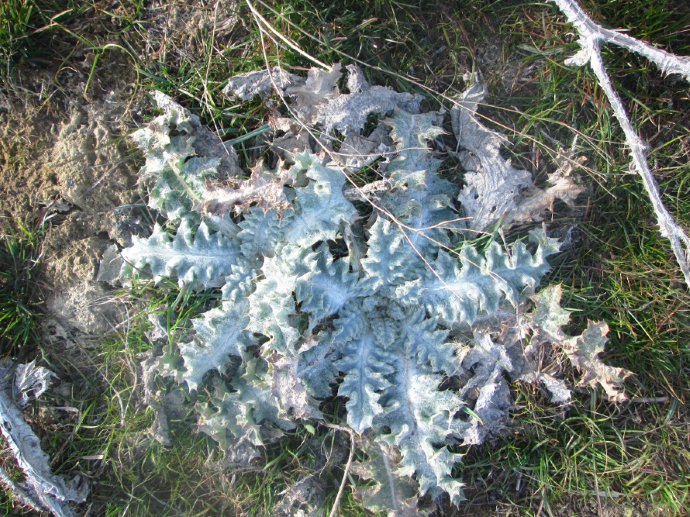 Image of genus Onopordum specimen.