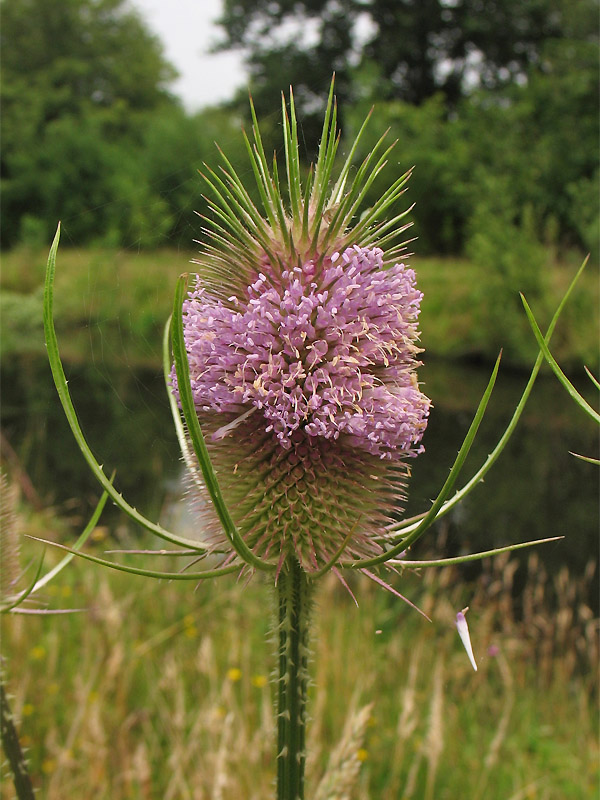 Изображение особи Dipsacus fullonum.