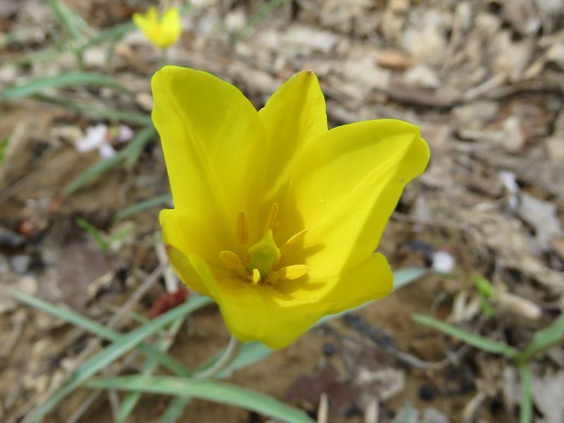 Image of Tulipa scharipovii specimen.