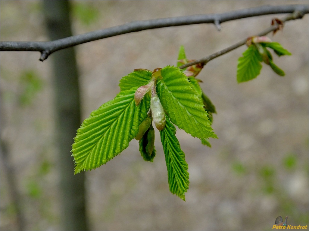 Image of Carpinus betulus specimen.