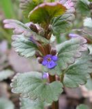 Glechoma hederacea