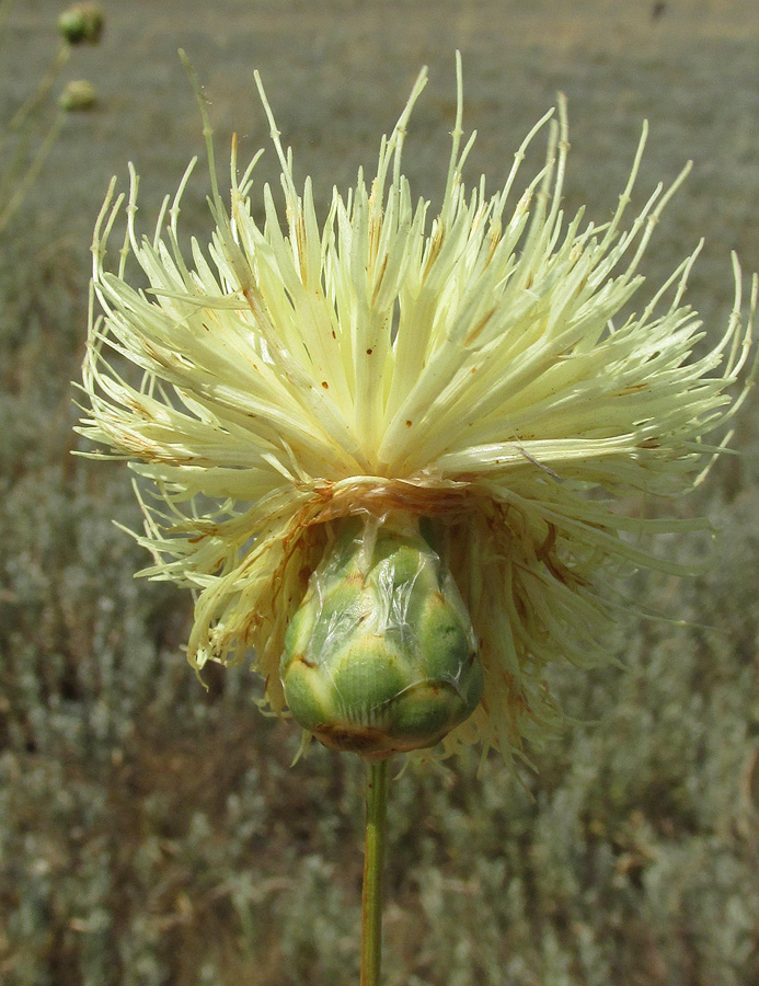 Image of Rhaponticoides taliewii specimen.