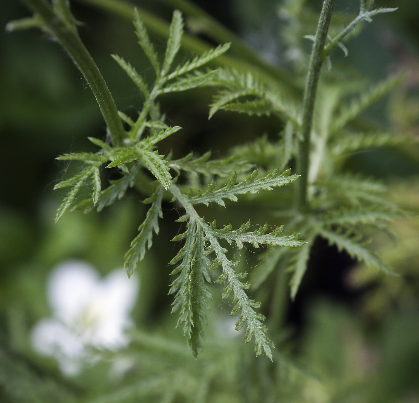 Изображение особи Anthemis tinctoria.